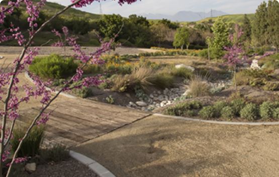Landscaped area with trees with purple blooms
