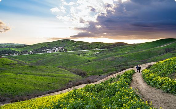 Couple walking along a dirt trail through yellow wild flowers