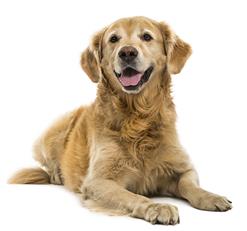 Golden Retriever Laying Down